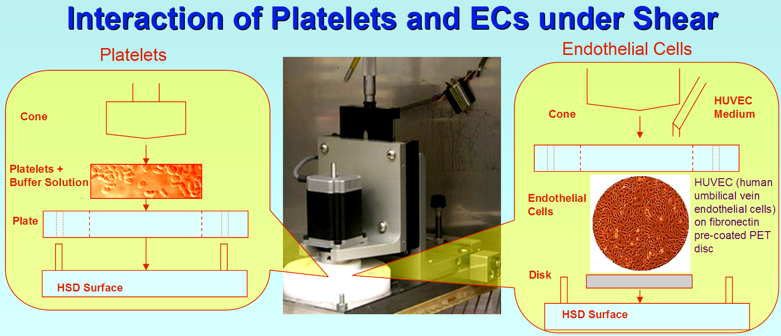 Interaction of Platelets and ECs under Shear HSD