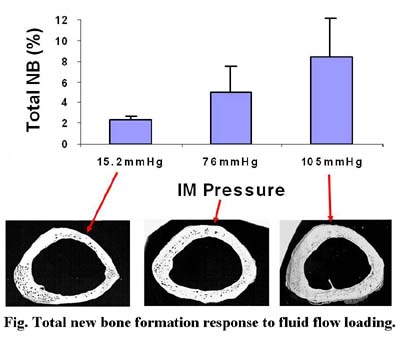 Bone Formation Due To Fluid Flow Loading