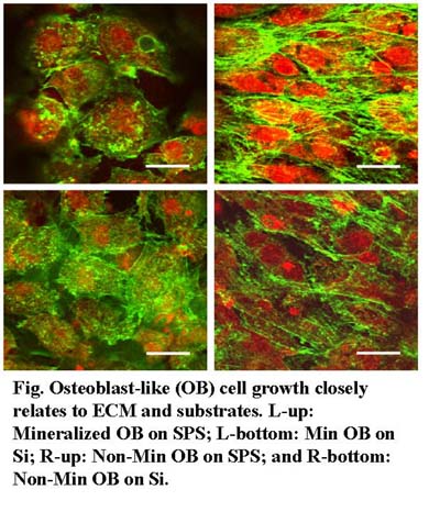 Osteoblast-Like Cell Mechanotransduction